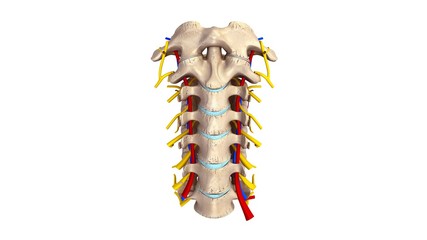 Cervical spine with blood vessels and nerves anterior view