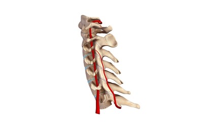 Cervical spine with Arteries lateral view