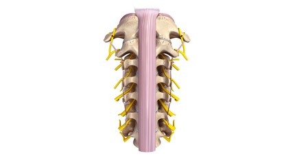 Cervical spine with ligaments and arteries posterior view
