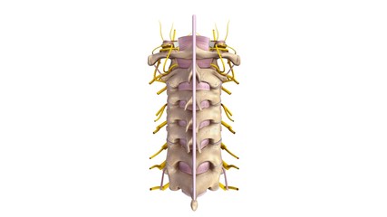 Cervical spine with ligaments and Nerves posterior view