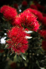 Pohutukawa flower macro