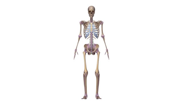 Skeleton with ligaments