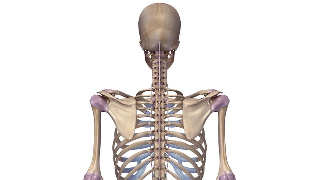 Skeleton with ligaments