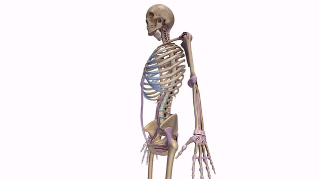 Skeleton with ligaments