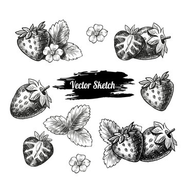 Vector strawberry hand drawn sketch. Sketch vector  food illustration. Vintage style