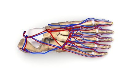 Obraz na płótnie Canvas Foot bones with blood vessels top view