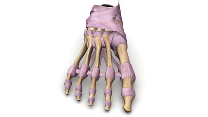 Foot bones withLigaments anterior view