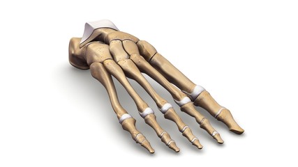 Foot bones prespective view