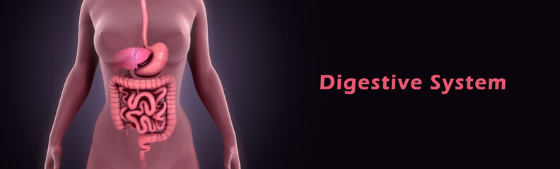 Digestive system - obrazy, fototapety, plakaty