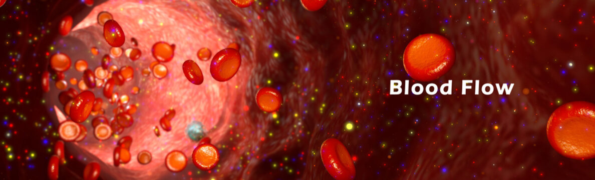 How Does Blood Flow Through Your Body