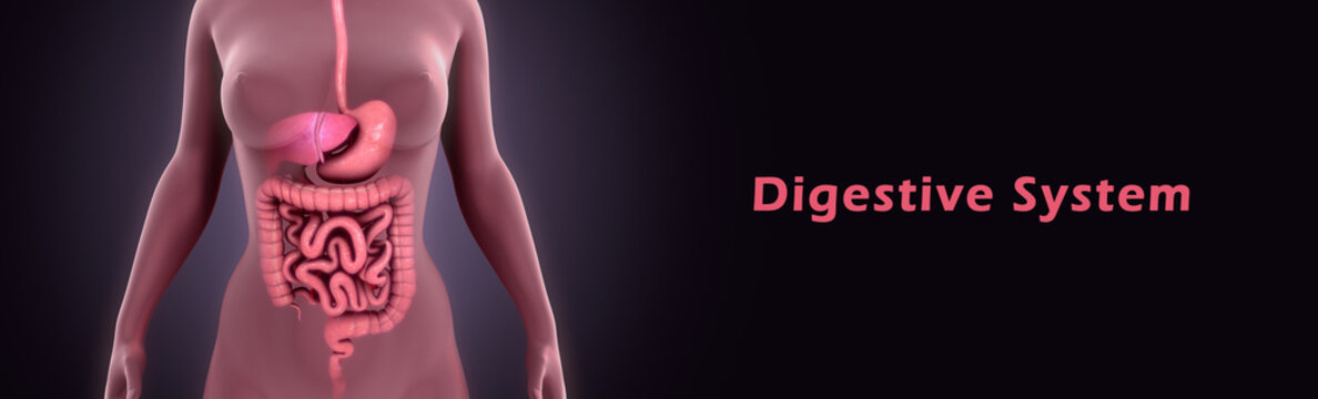 Digestive system