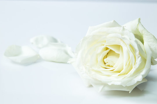 Fresh white rose flower on white background