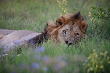 male lion
