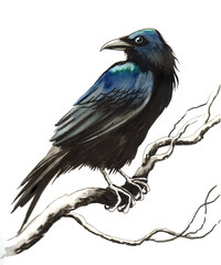 Raven on a branch