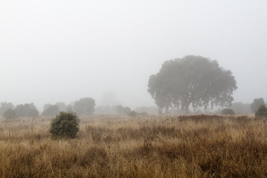 Campo en invierno con encinas y niebla. Quercus ilex.