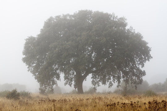 Encina y niebla en invierno. Quercus ilex.