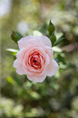 Pink Rose