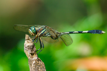 Dragonfly,Insects,dragonfly of Thailand.