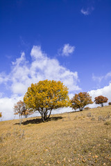 Fototapeta premium In autumn, trees on the hillside