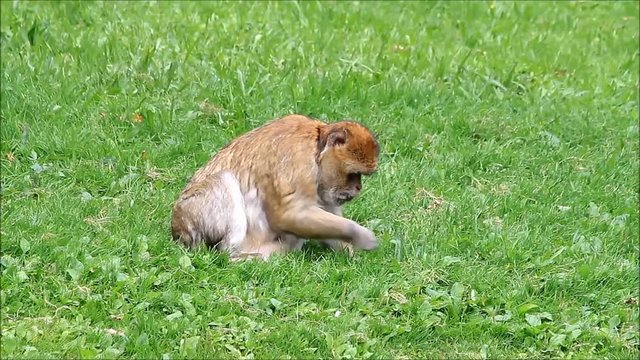 monkey Macaca sylvanus eating grass
