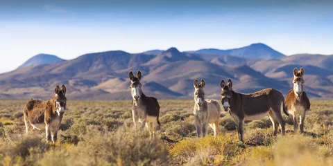 Crédence en verre imprimé Âne Burros sauvages dans le paysage du Nevada