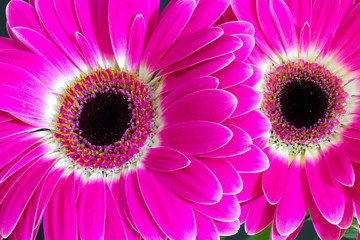 Gerbera on a black background