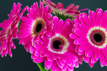 Gerbera on a black background