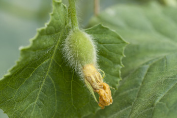 ovary of melon plant
