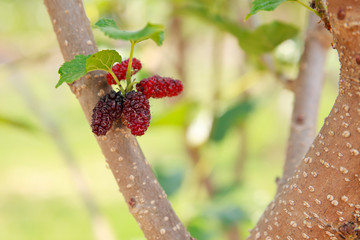 Mulberry on tree.