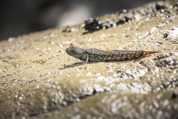 Mudskipper is Amphibious fish, Thailand