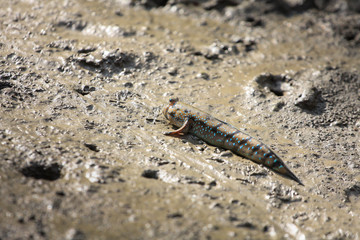 Mudskipper is Amphibious fish, Thailand