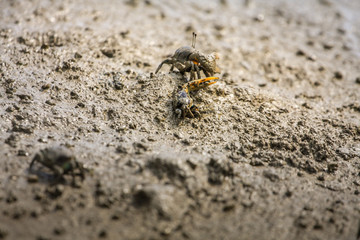 crab near mangrove forest, Thailand