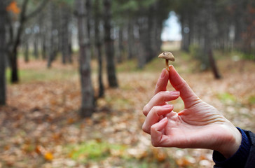 Little mushroom in hand girl in the autumn forest