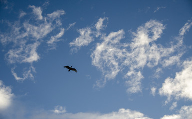 Large bird gliding below wispy clouds