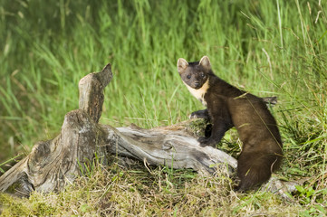 Pine Marten