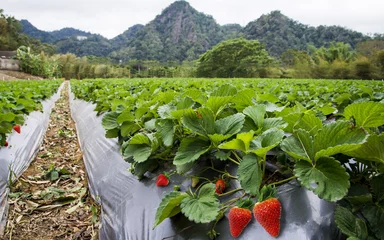 Crédence de cuisine en verre imprimé Campagne Strawberry field landscape in Taiwan.