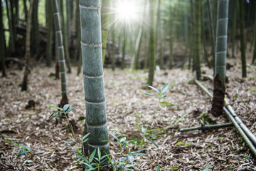 Close up of bamboo with sunlight.