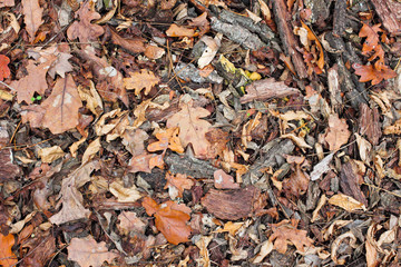 Autumn dry brown oak leaves and bark on the ground. Texture. View from above