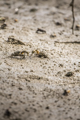crab near mangrove forest, Thailand