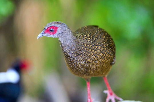 Swinhoe's Blue Pheasant, female