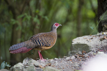 Swinhoe's Blue Pheasant, female