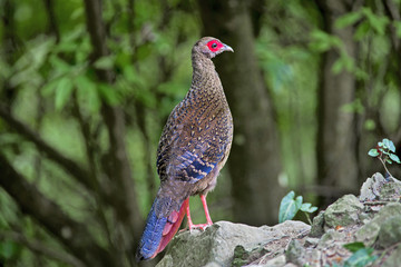 Swinhoe's Blue Pheasant, female