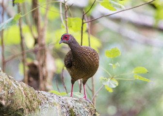 Swinhoe's Blue Pheasant on tree, female