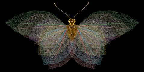 papillon nocturne squelette de feuilles mortes, fond noir © Unclesam