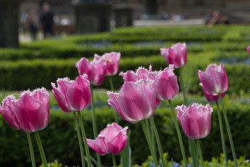 Tulips in park