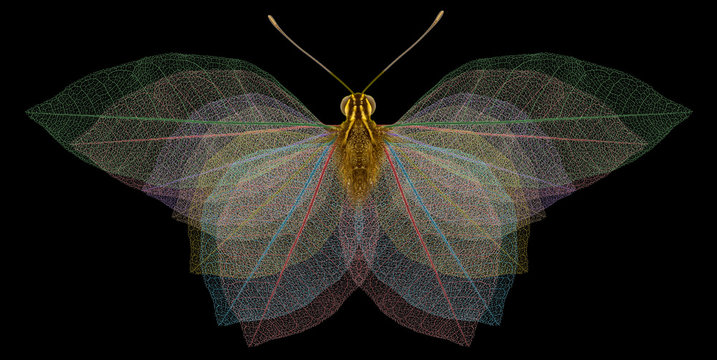 papillon nocturne squelette de feuilles mortes, fond noir