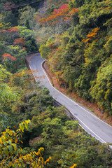Road in the autumn forest aerial view