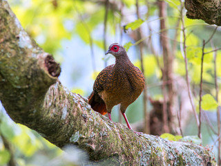 Swinhoe's Blue Pheasant, female