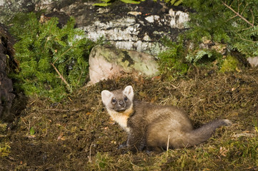 Fototapeta premium Pine Marten