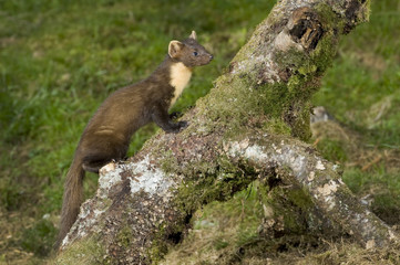 Pine Marten